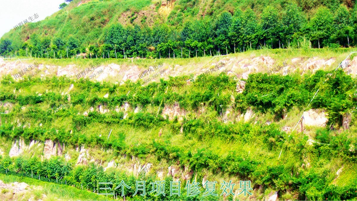 福建龍巖鐵礦山邊坡復(fù)綠 福建龍巖鐵礦山邊坡復(fù)綠