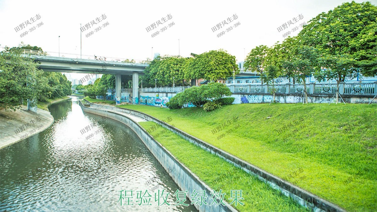 深圳茅洲河生態(tài)河道邊坡噴草 深圳茅洲河生態(tài)河道邊坡噴草
