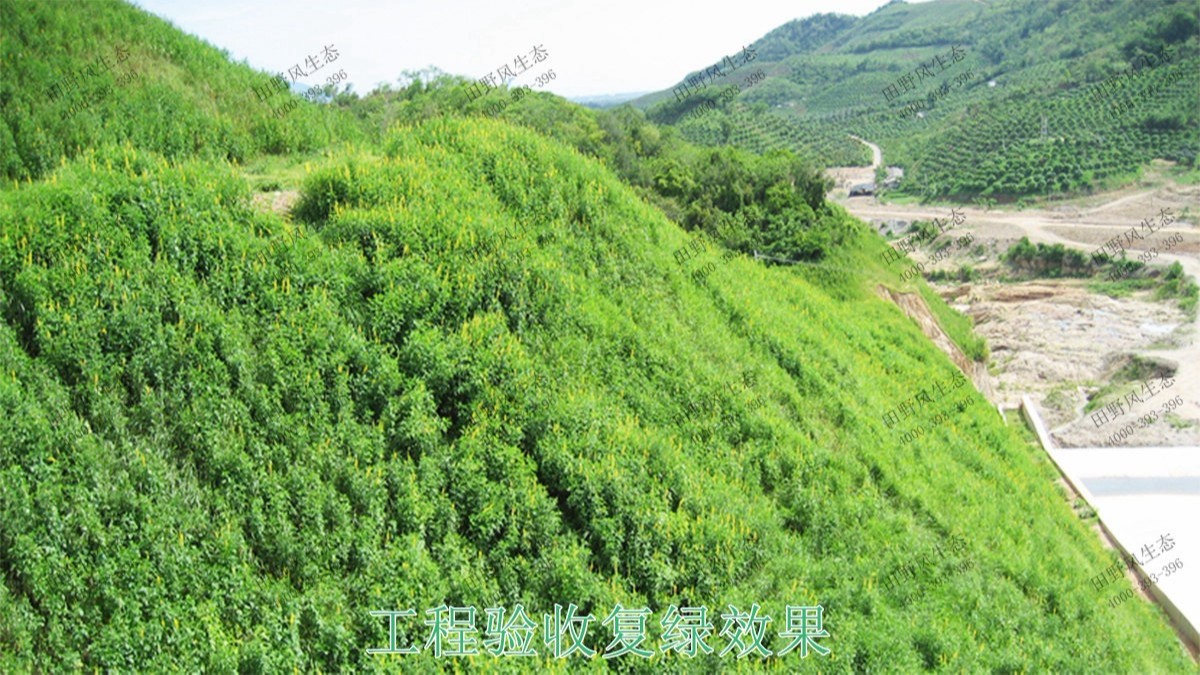 廣州白水山森林公園生態(tài)修復 廣州白水山森林公園生態(tài)修復