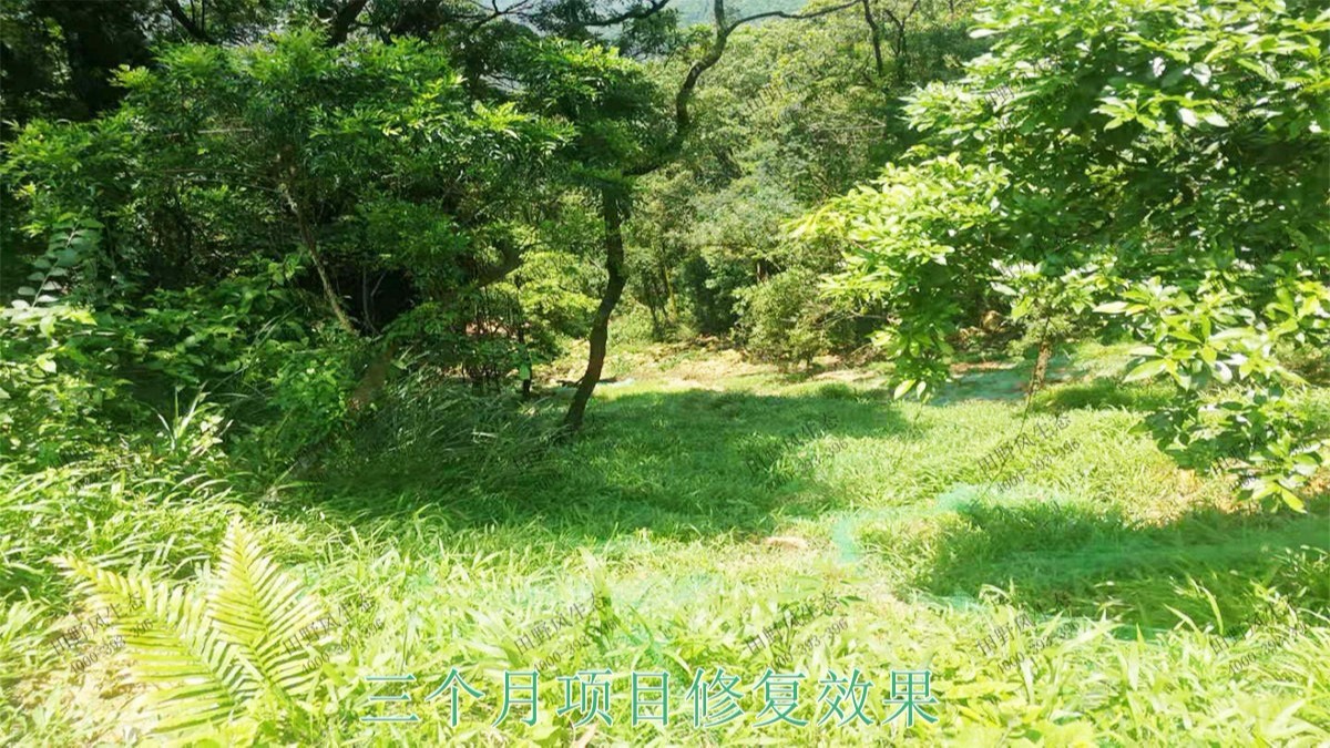 廣州白水山森林公園生態(tài)修復 廣州白水山森林公園生態(tài)修復