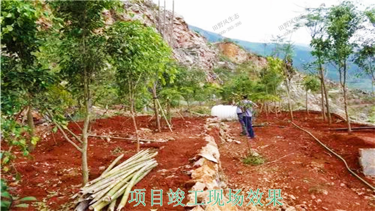 樂昌鱉石石場巖石綠化施工 樂昌鱉石石場巖石綠化施工