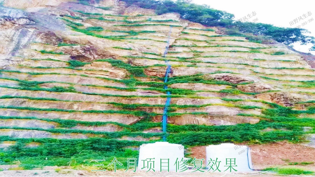 樂昌鱉石石場巖石綠化施工 樂昌鱉石石場巖石綠化施工