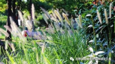 公路邊坡綠化狗尾巴草，也可以美成一種藝術(shù)