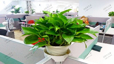 國泰君安證券股份有限公司植物租擺案例 國泰君安證券股份有限公司植物租擺案例