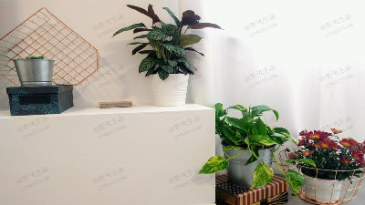公寓植物租擺 公寓植物租擺